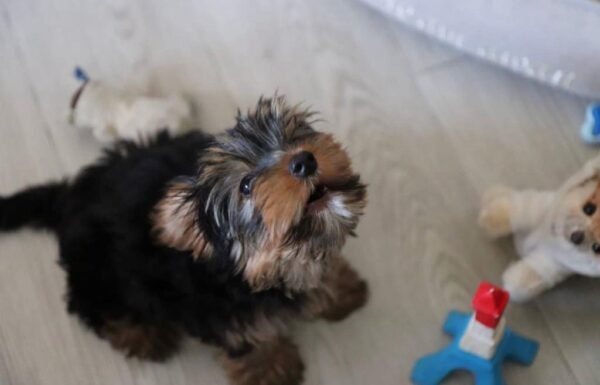 Gina | Female | 8 Weeks
