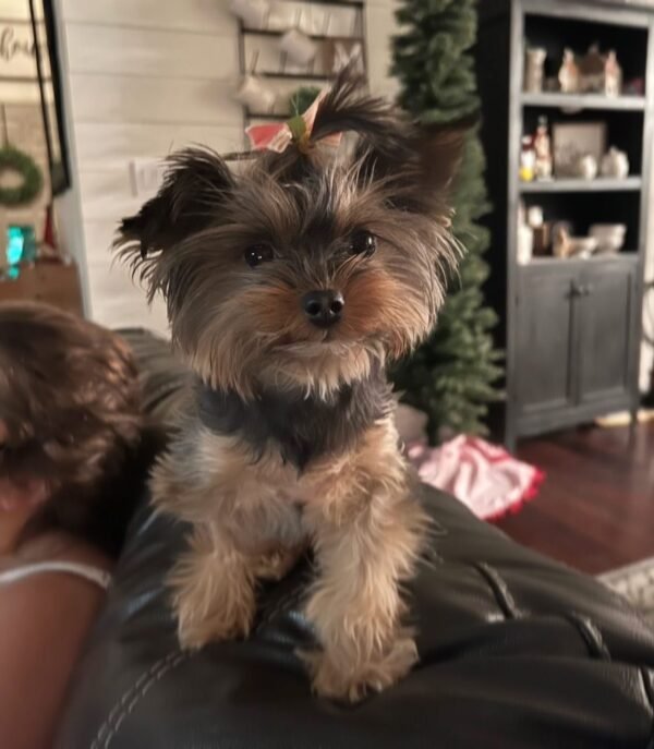 Lola | Female | 9 Weeks