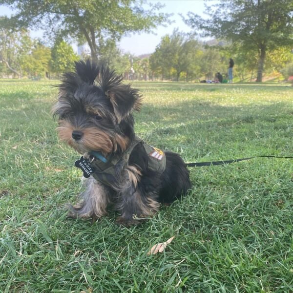 Toddy | Male | 9 Weeks